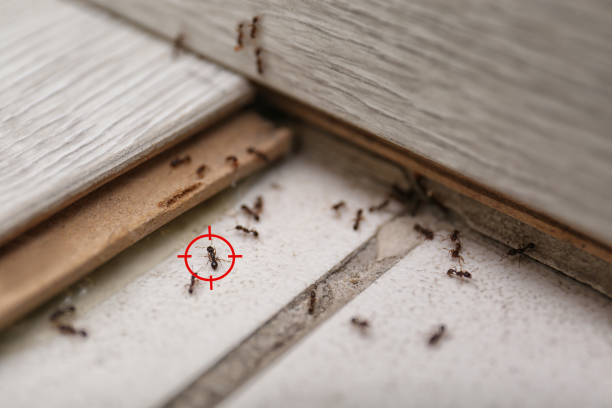 Best Emergency Pest Control  in Brownsville, TX