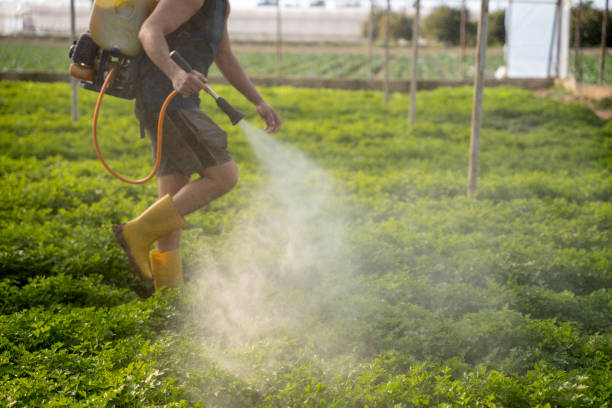 Best Pest Inspection Near Me  in Brownsville, TX