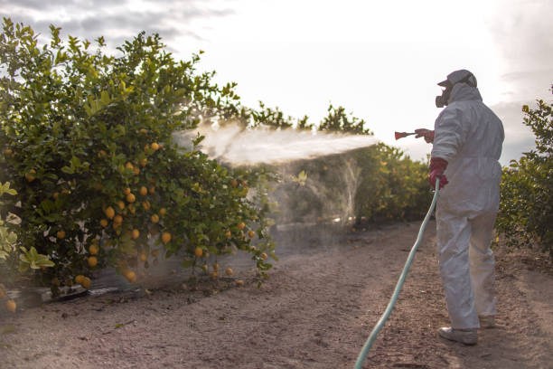 Best Termite Control Services  in Brownsville, TX