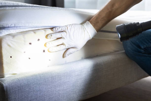 Best Best Pest Control Companies  in Brownsville, TX