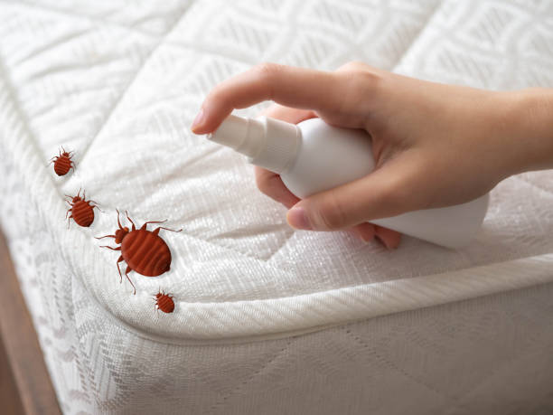 Best Wasp Removal Services  in Brownsville, TX