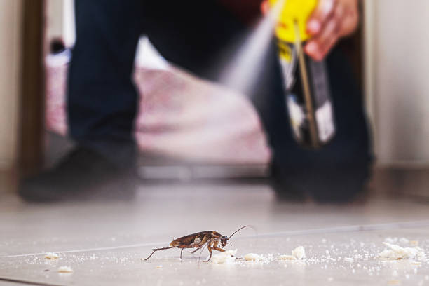 Best Pest Control Treatment  in Brownsville, TX