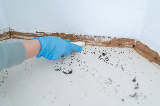 Best Pest Prevention Services  in Brownsville, TX