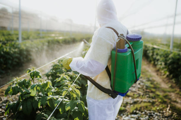 Best Ant Control Services  in Brownsville, TX